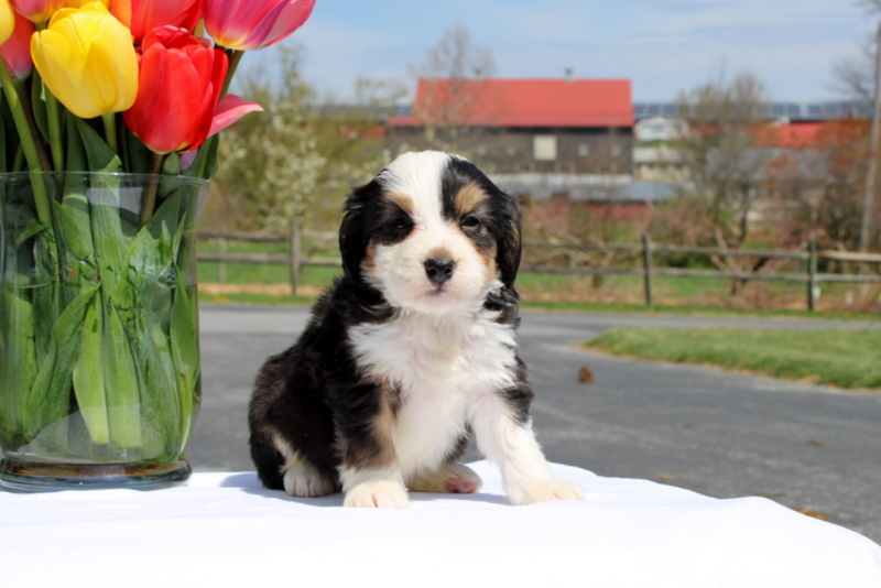 puppy, for, sale, Mini Bernedoodle F2, Matthew B. Stoltzfus, dog, breeder, Gap, PA, dog-breeder, puppy-for-sale, forsale, nearby, find, puppyfind, locator, puppylocator, aca
